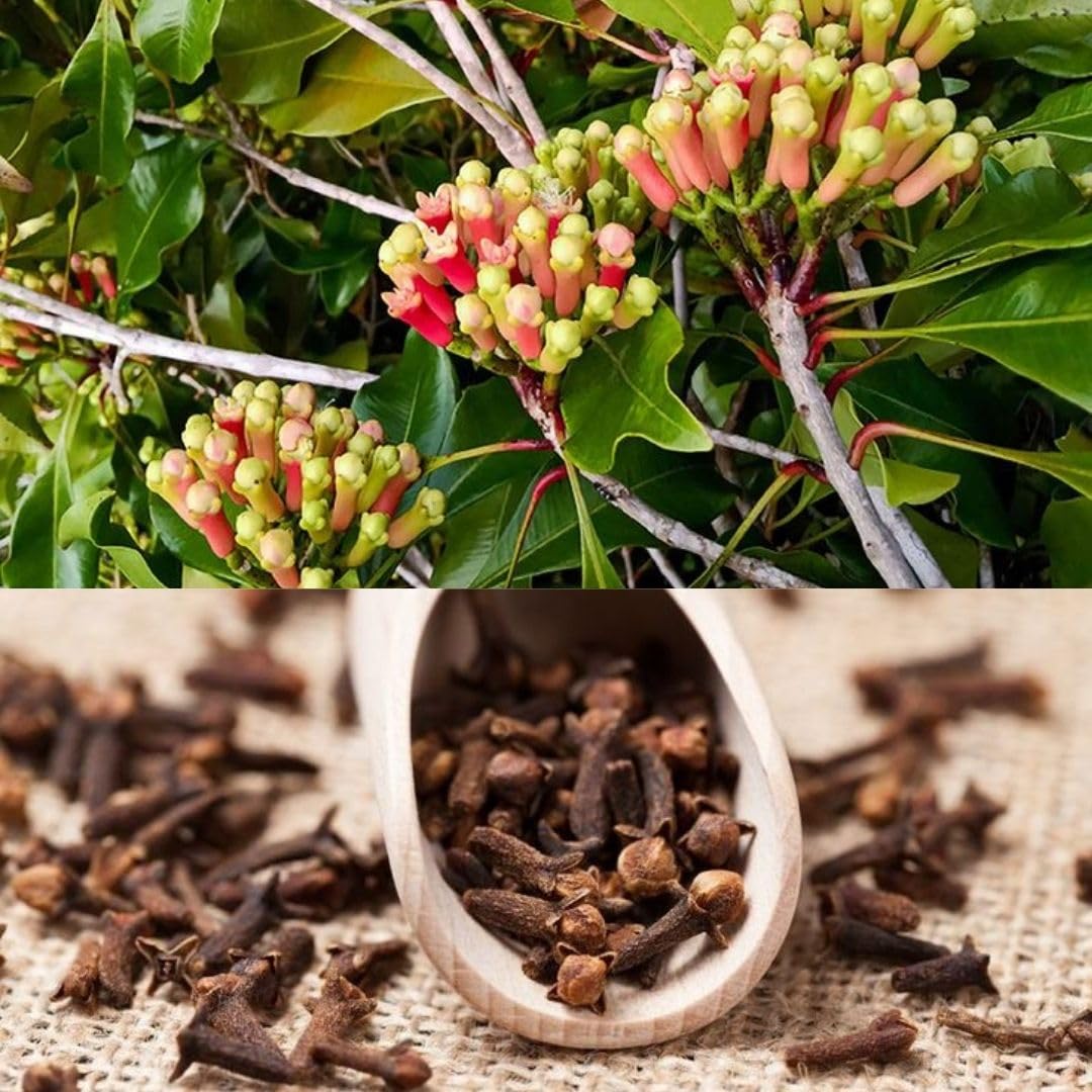 Platone Rare Hybrid Clove Spice Plant | Syzygium Aromaticum