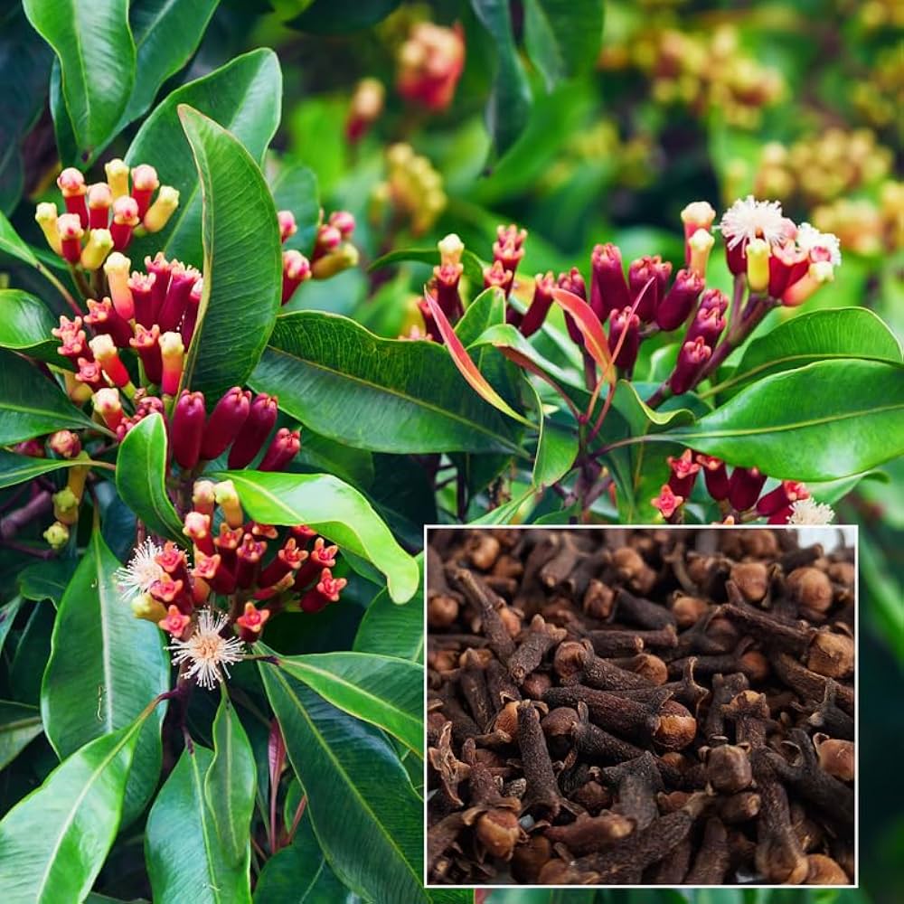 Live Clove Spice Tree | Syzygium Aromaticum | Hybrid Garden Herbs Plant