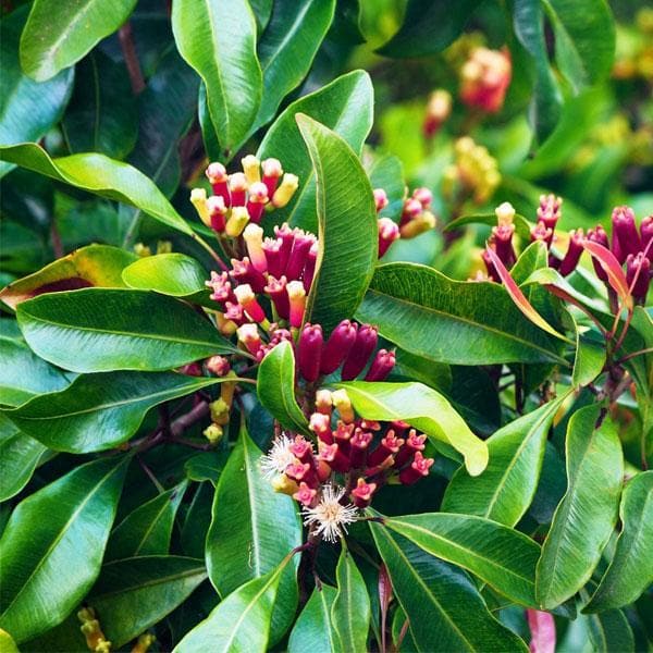 Live Clove Spice Tree | Syzygium Aromaticum | Hybrid Garden Herbs Plant