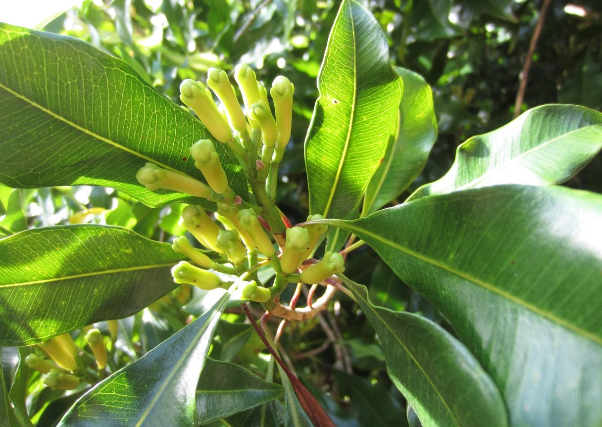 Platone Clove / Karayampoo Spice Plant | Syzygium aromaticum