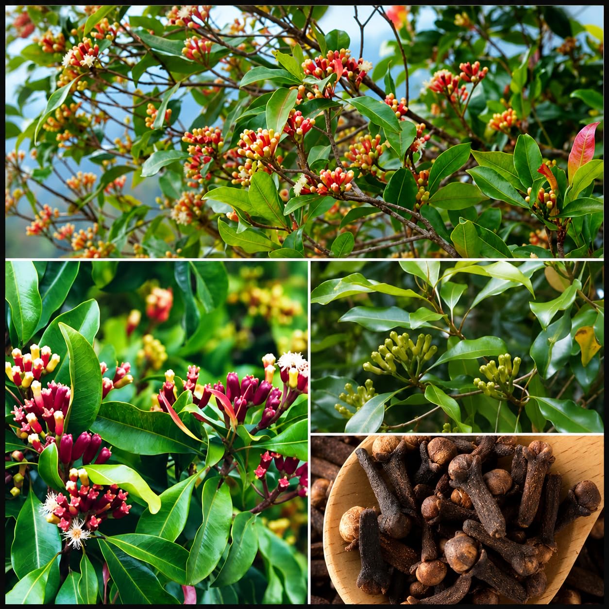 Platone Clove / Karayampoo Spice Plant | Syzygium aromaticum