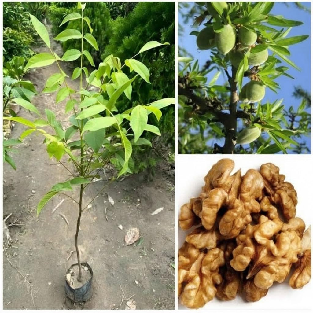 Platone Walnut (Juglans regia) Live Nut Plant