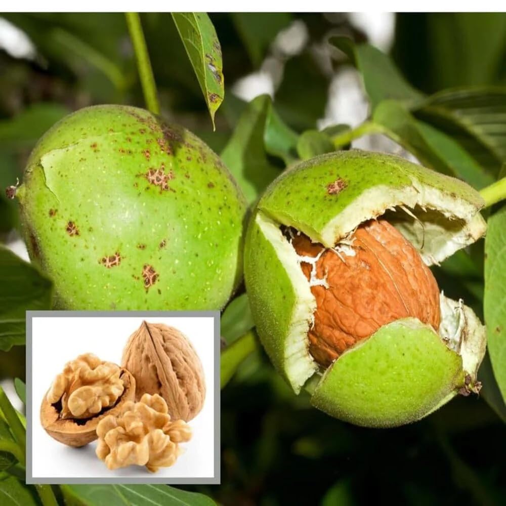 Platone Walnut (Juglans regia) Live Nut Plant