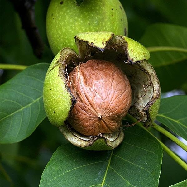 Platone Walnut (Juglans regia) Live Nut Plant