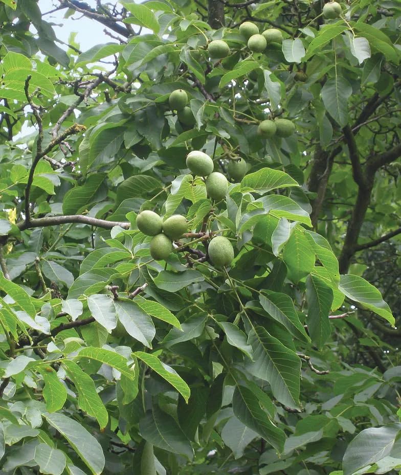 Platone Walnut (Juglans regia) Live Nut Plant