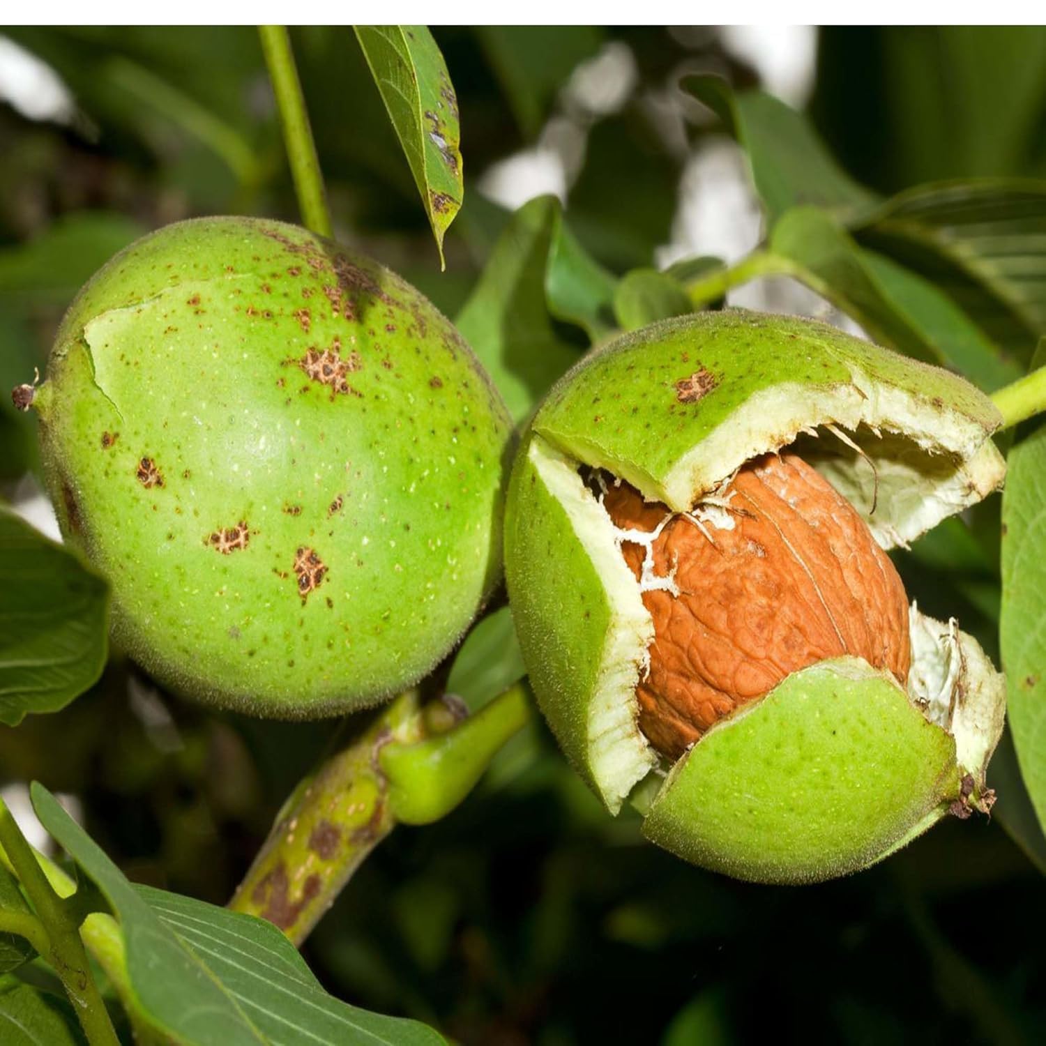 Platone Walnuts Akhrot Variety Fruit Grafted Live Plants & Tree.