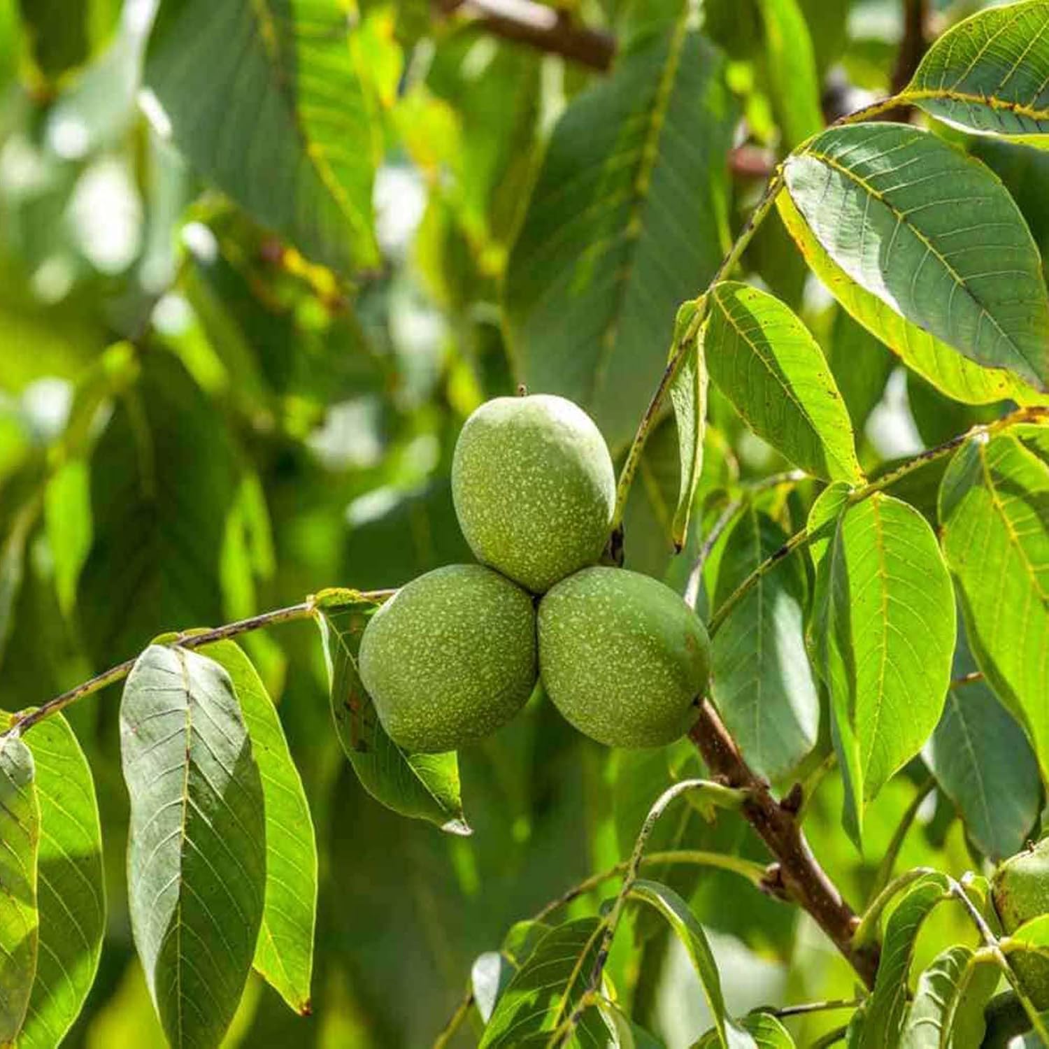 Platone Walnuts Akhrot Variety Fruit Grafted Live Plants & Tree.