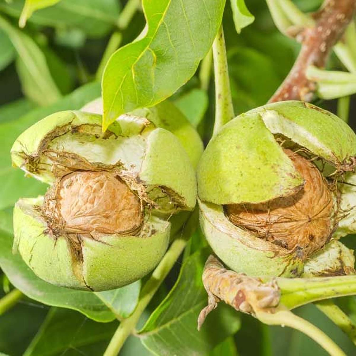 Platone Walnuts Akhrot Variety Fruit Grafted Live Plants & Tree.