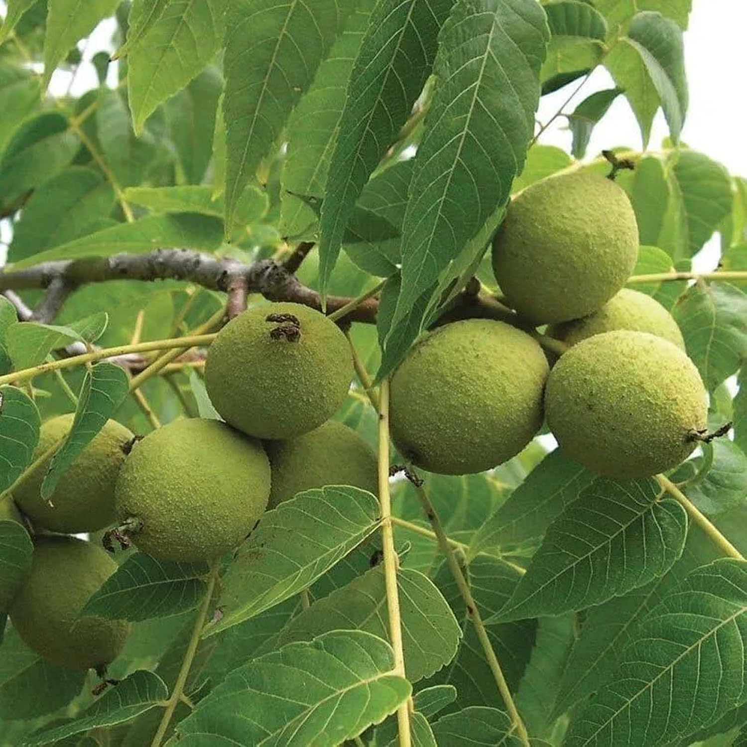 Platone Walnuts Akhrot Variety Fruit Grafted Live Plants & Tree.