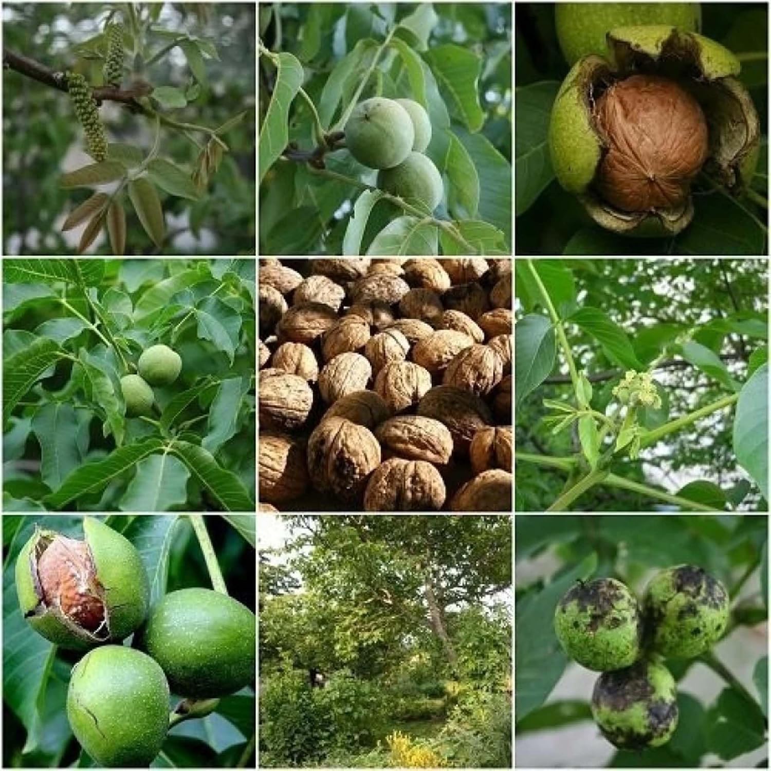 Platone Walnuts Akhrot Variety Fruit Grafted Live Plants & Tree.