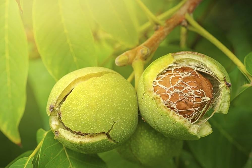 Platone Indian Kashmiri Walnut Akhrot tissue culture live plant.