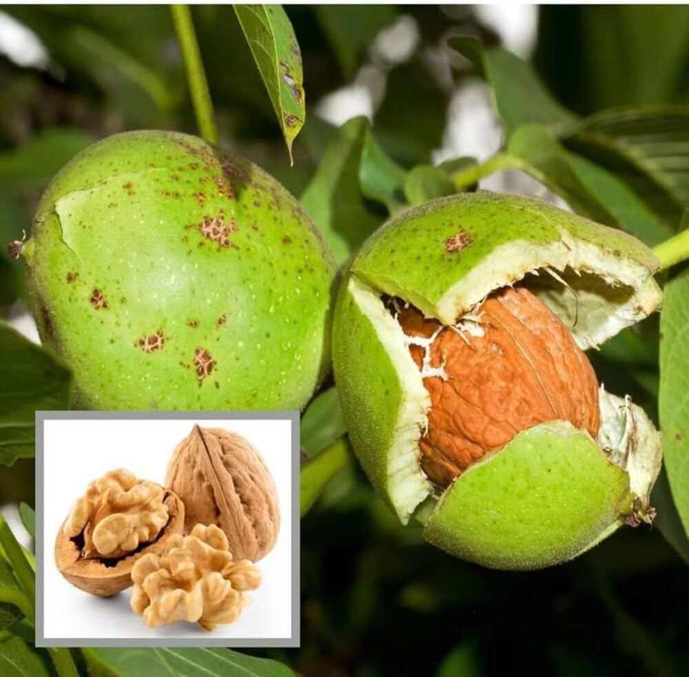 Platone Indian Kashmiri Walnut Akhrot tissue culture live plant.