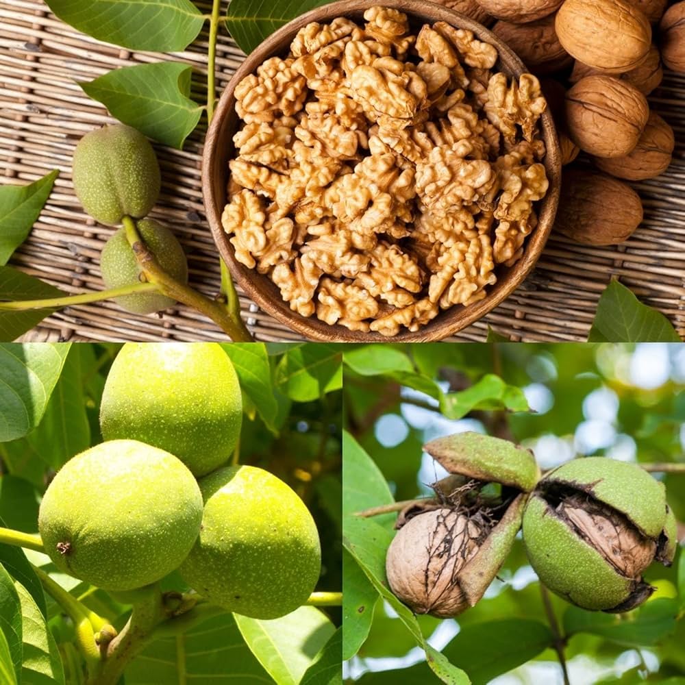 Platone Indian Kashmiri Walnut Akhrot tissue culture live plant.