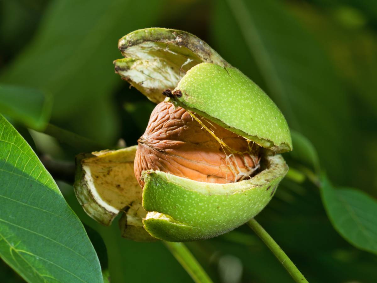 Platone Indian Kashmiri Walnut Akhrot tissue culture live plant.