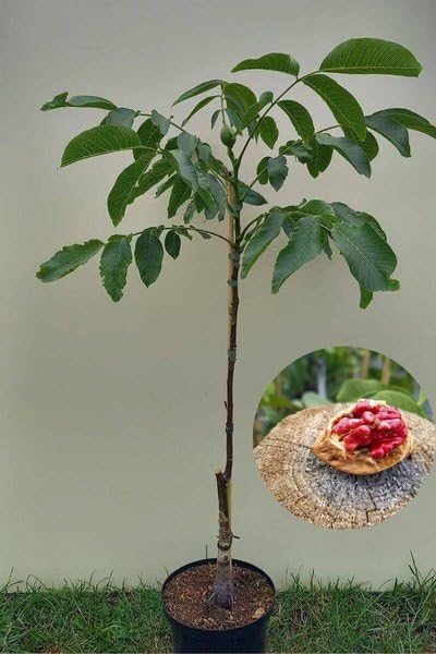 Platone Hybrid Walnut Akhrot Tissue Culture Live Plant.Outdoor Home Garden Nut Bearing Plant Pack of 1