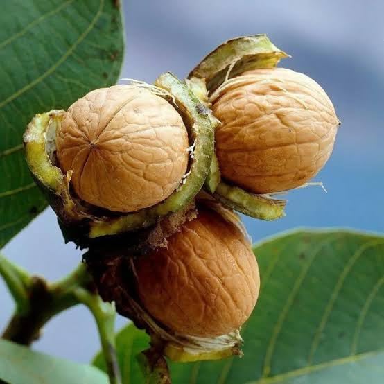 Platone Hybrid Walnut Akhrot Tissue Culture Live Plant.Outdoor Home Garden Nut Bearing Plant Pack of 1