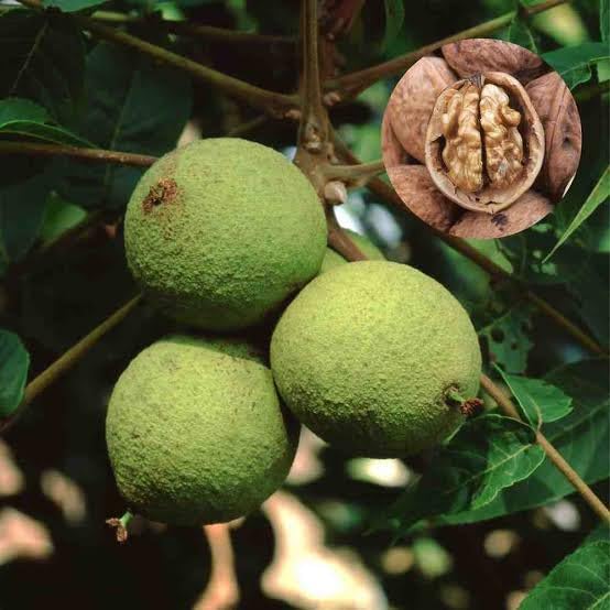Platone Hybrid Walnut Akhrot Tissue Culture Live Plant.Outdoor Home Garden Nut Bearing Plant Pack of 1