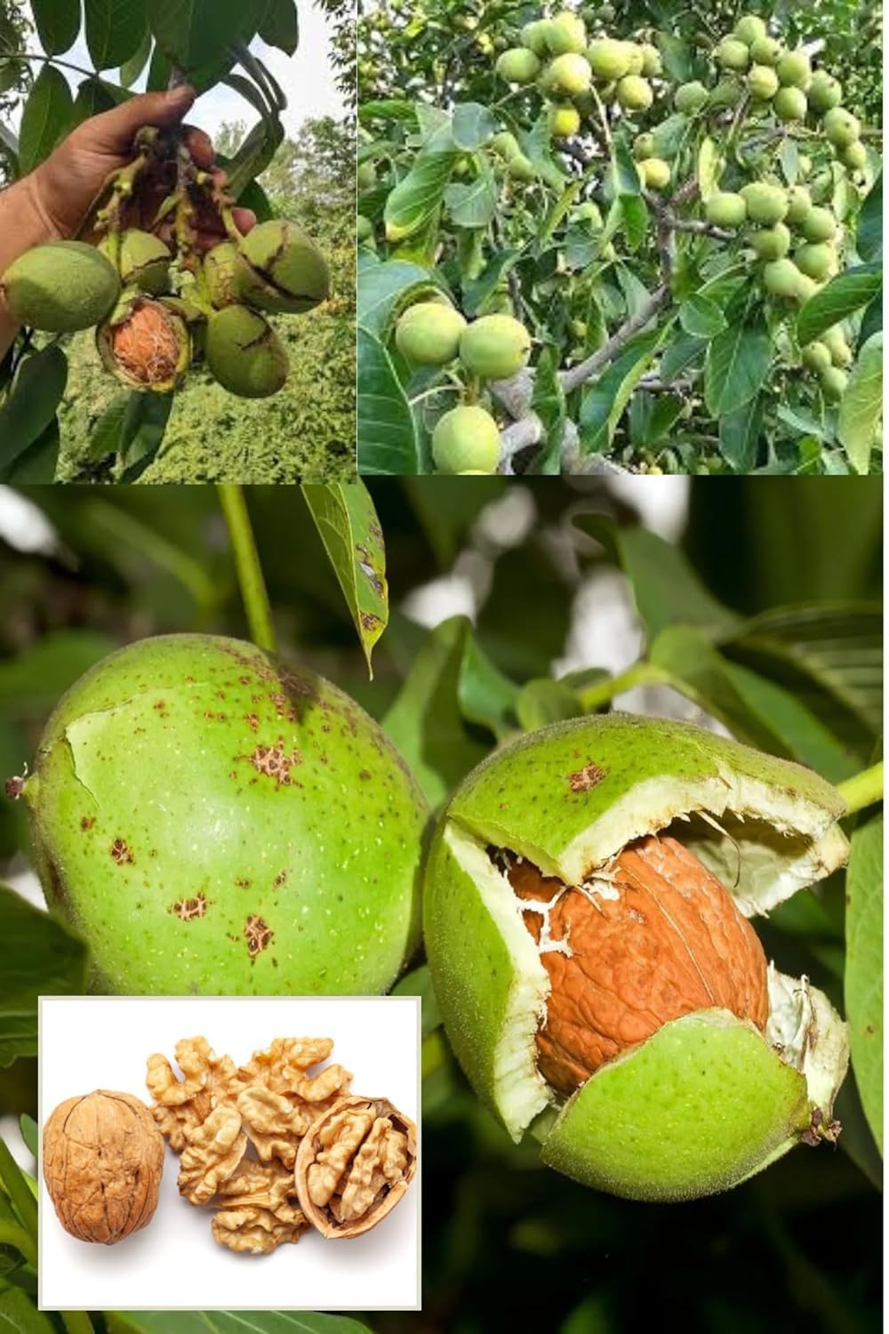 Platone All Season Sweet Akhrot (Walnut) Live Plant