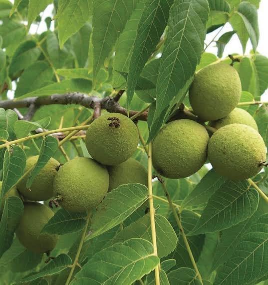 Platone All Season Sweet Akhrot (Walnut) Live Plant