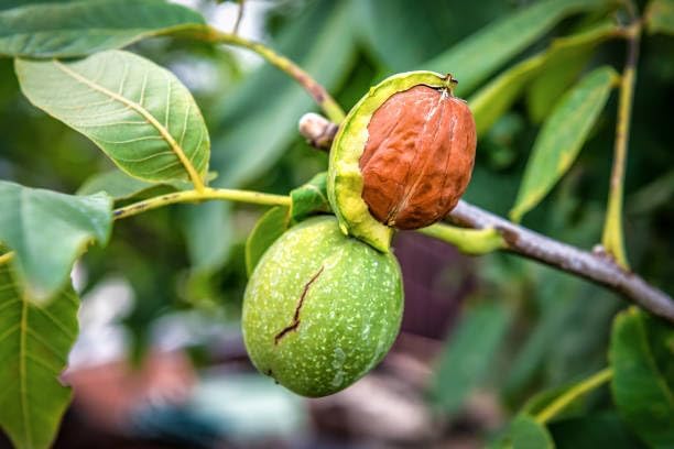 Platone All Season Sweet Akhrot (Walnut) Live Plant