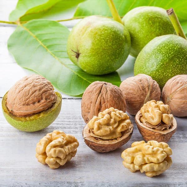 Platone All Season Sweet Akhrot (Walnut) Live Plant