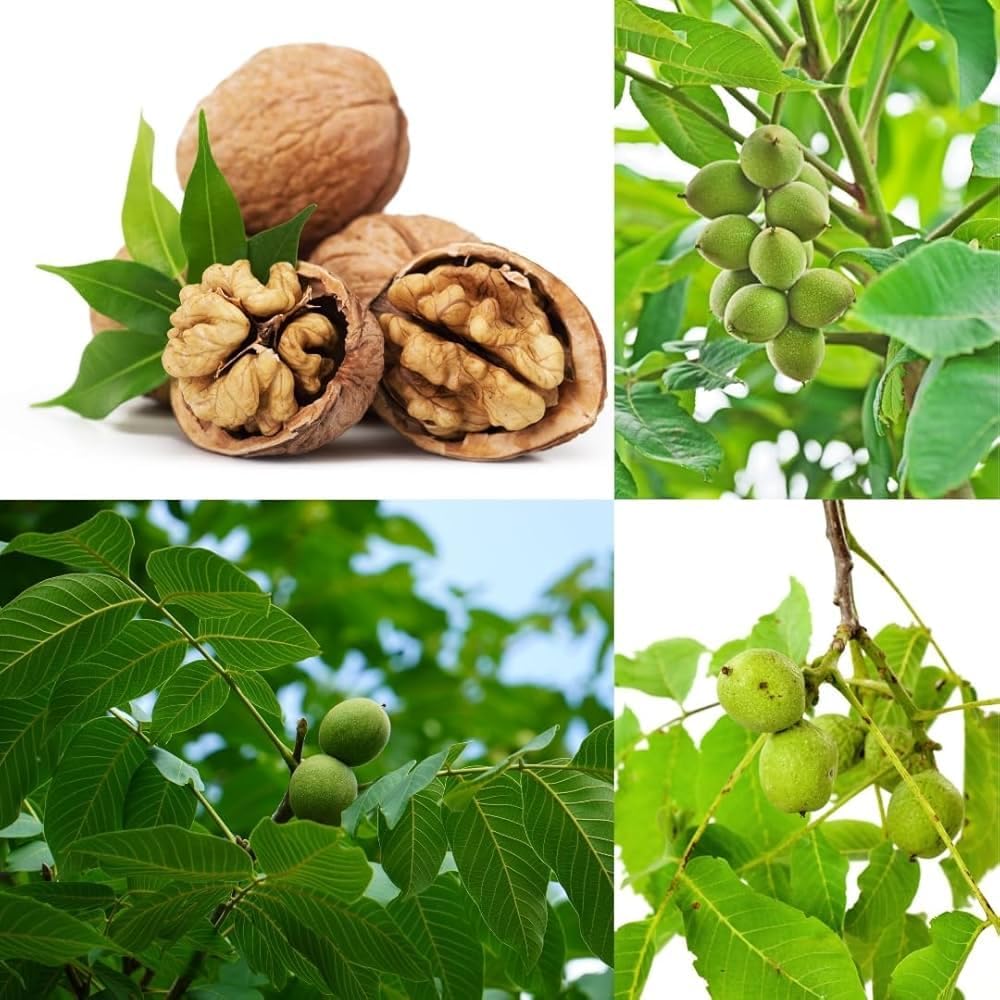 Platone All Season Sweet Akhrot (Walnut) Live Plant