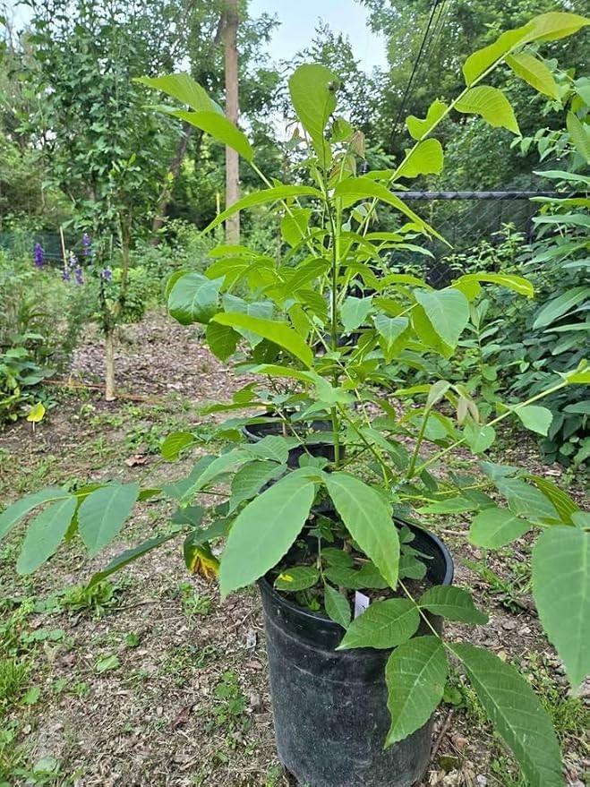 Platone All Season Sweet Akhrot (Walnut) Live Plant