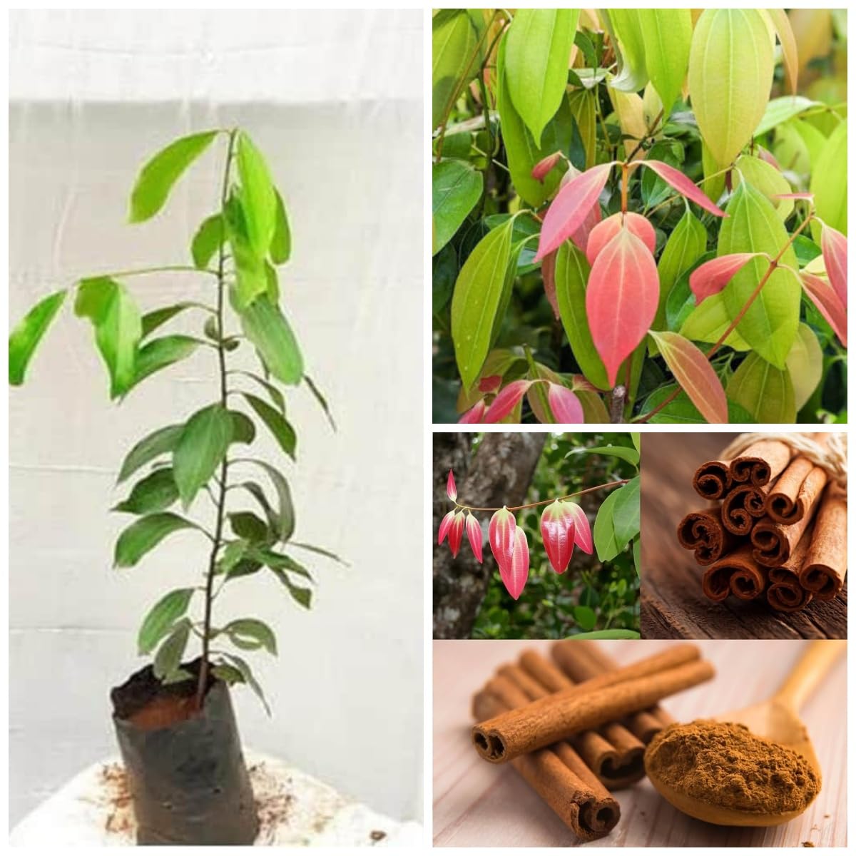 Platone Dalchini Plant, Cinnamomum cassia PlantSaplings, Dalchini Plant