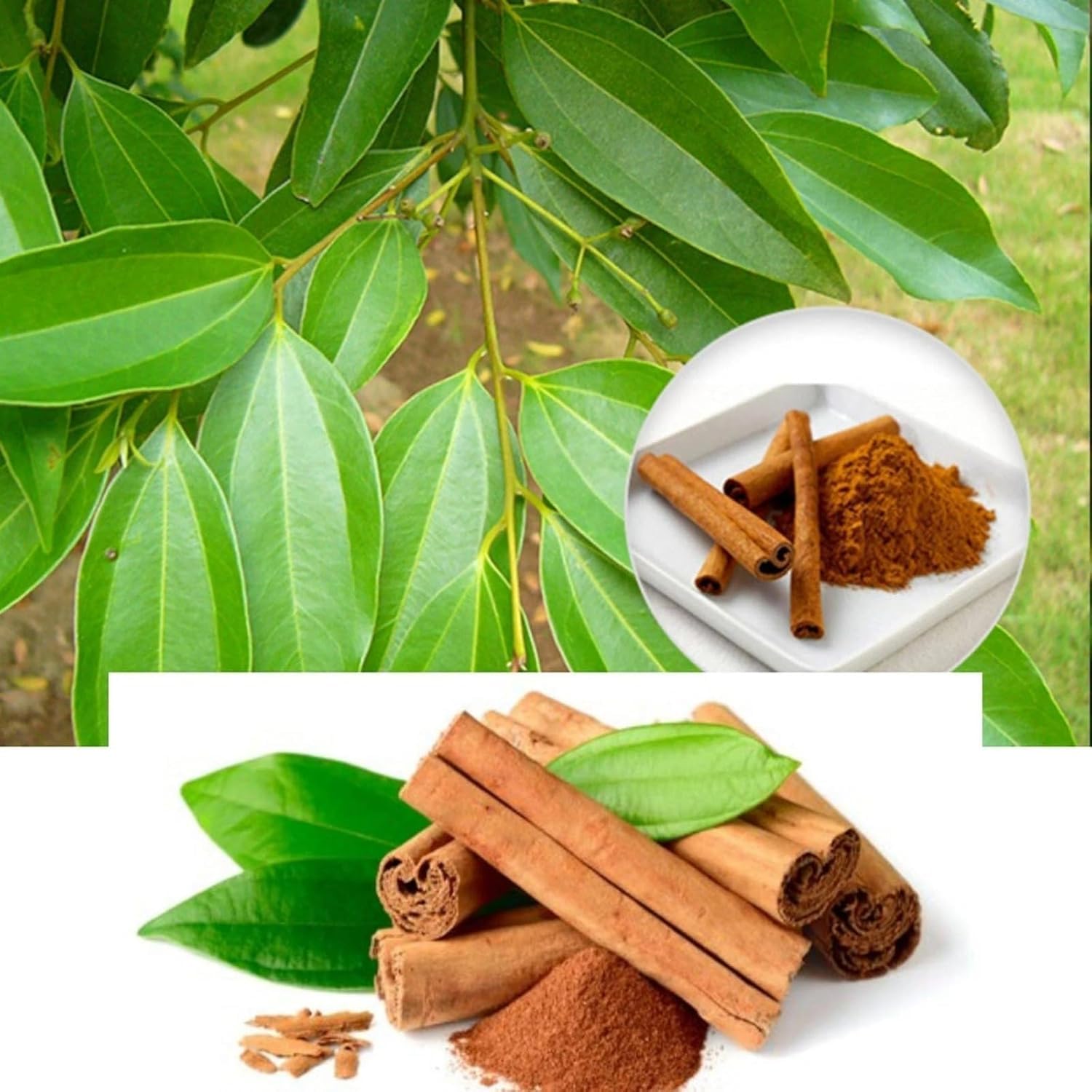 Platone Dalchini Plant, Cinnamomum cassia PlantSaplings, Dalchini Plant