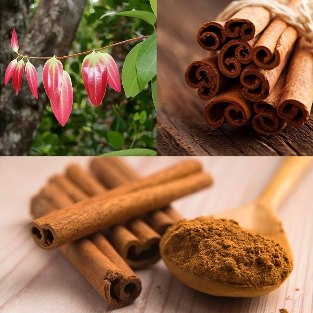 Platone Dalchini Plant, Cinnamomum cassia PlantSaplings, Dalchini Plant