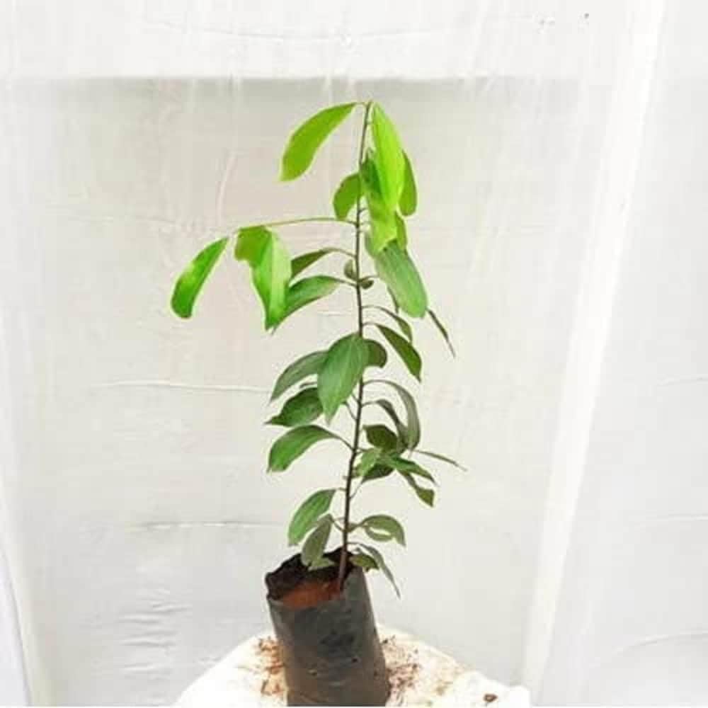 Platone Dalchini Plant, Cinnamomum cassia PlantSaplings, Dalchini Plant