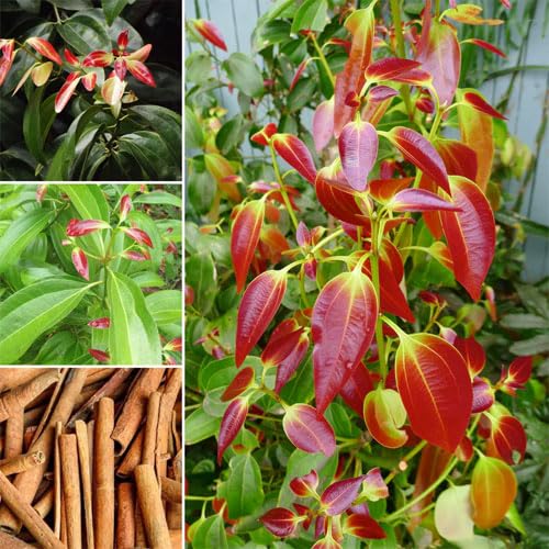 Platone Dalchini (Cinnamon) Live Plant | Premium Aromatic Spice Tree