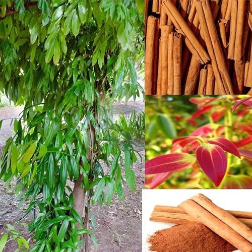Platone Dalchini (Cinnamon) Live Plant | Premium Aromatic Spice Tree