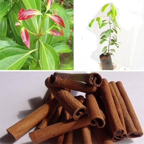 Platone Dalchini (Cinnamon) Live Plant | Premium Aromatic Spice Tree