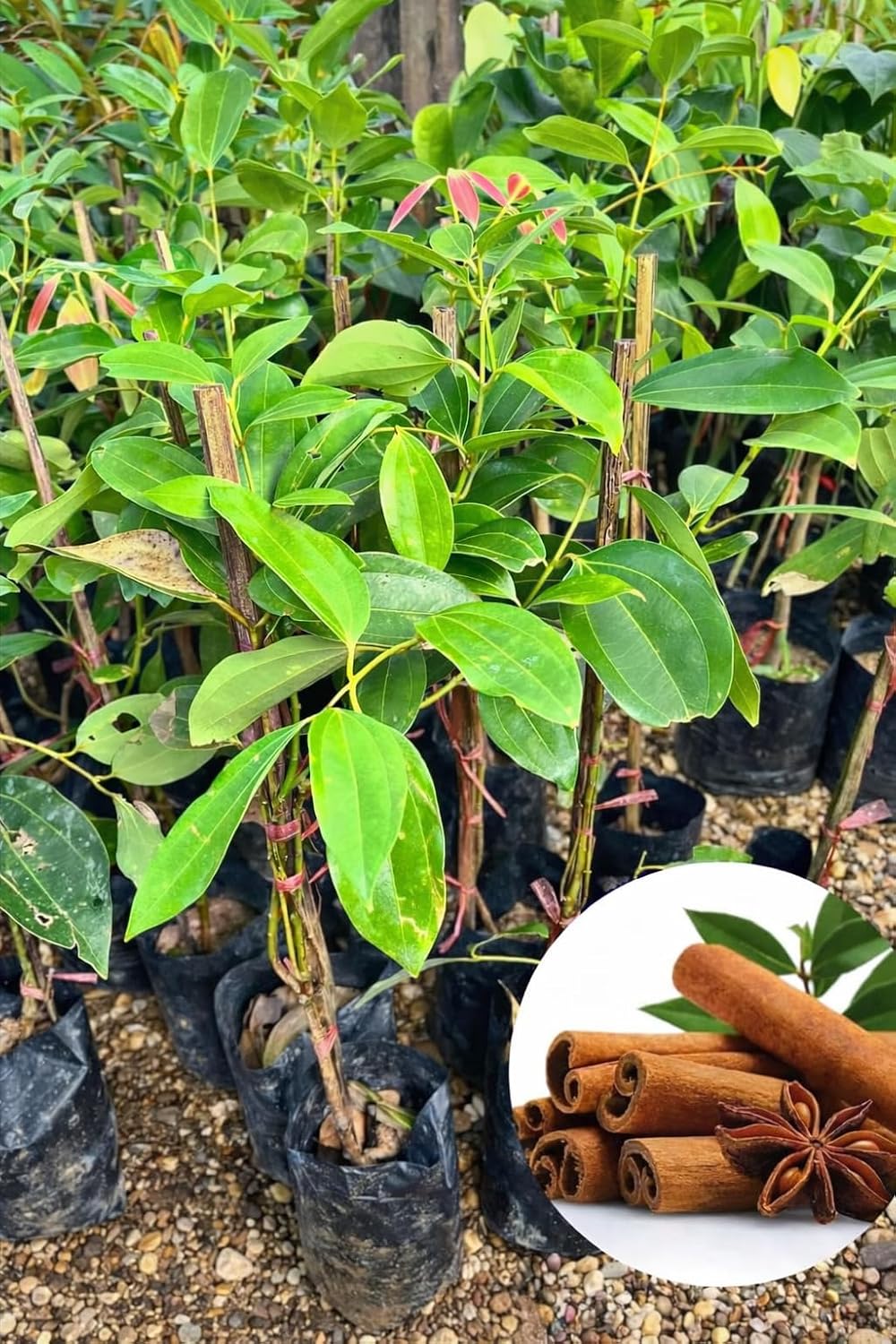 Platone Cinnamon Plant (Cinnamomum verum/Cinnamomum cassia) Live Spice Plant