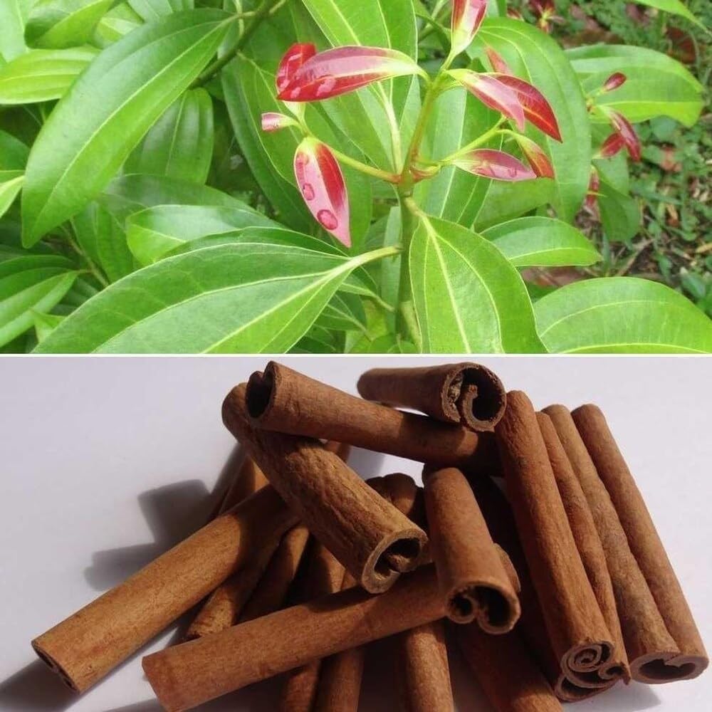 Platone Cinnamon Plant (Cinnamomum verum/Cinnamomum cassia) Live Spice Plant