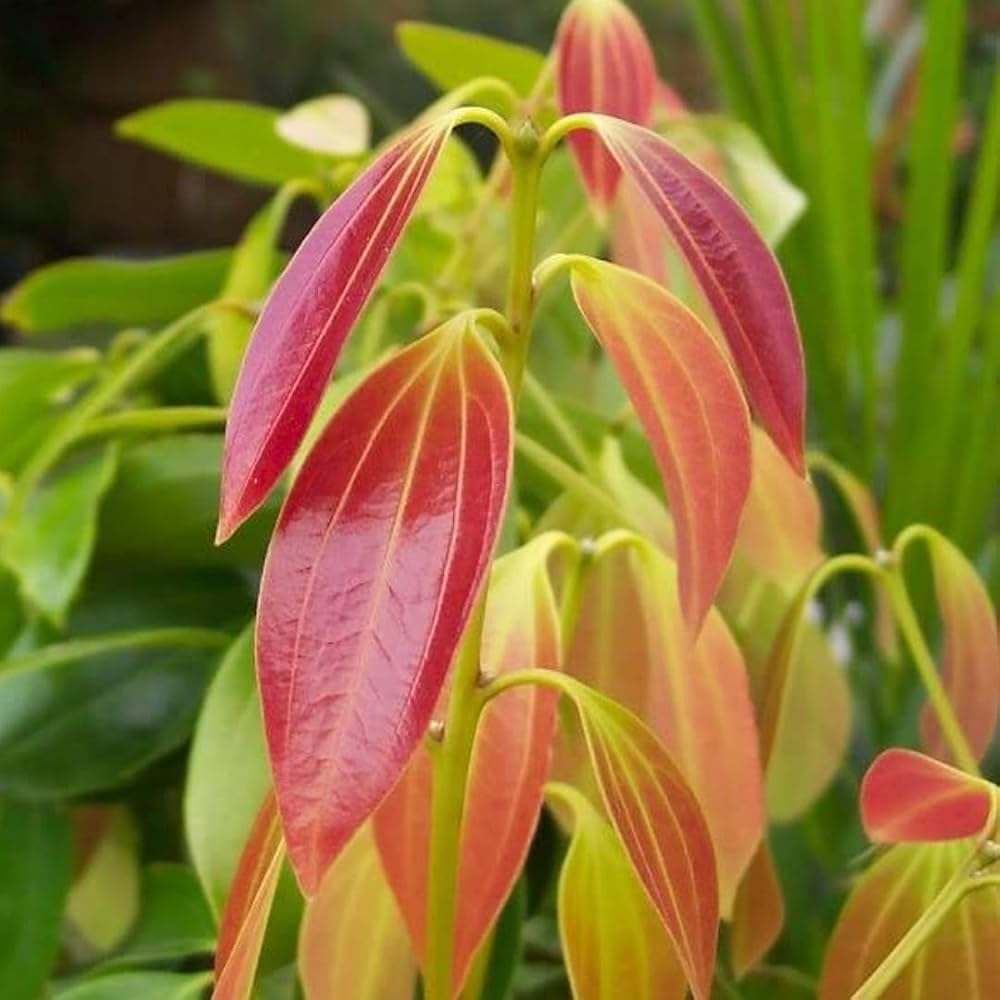 Platone Cinnamon Plant (Cinnamomum verum/Cinnamomum cassia) Live Spice Plant