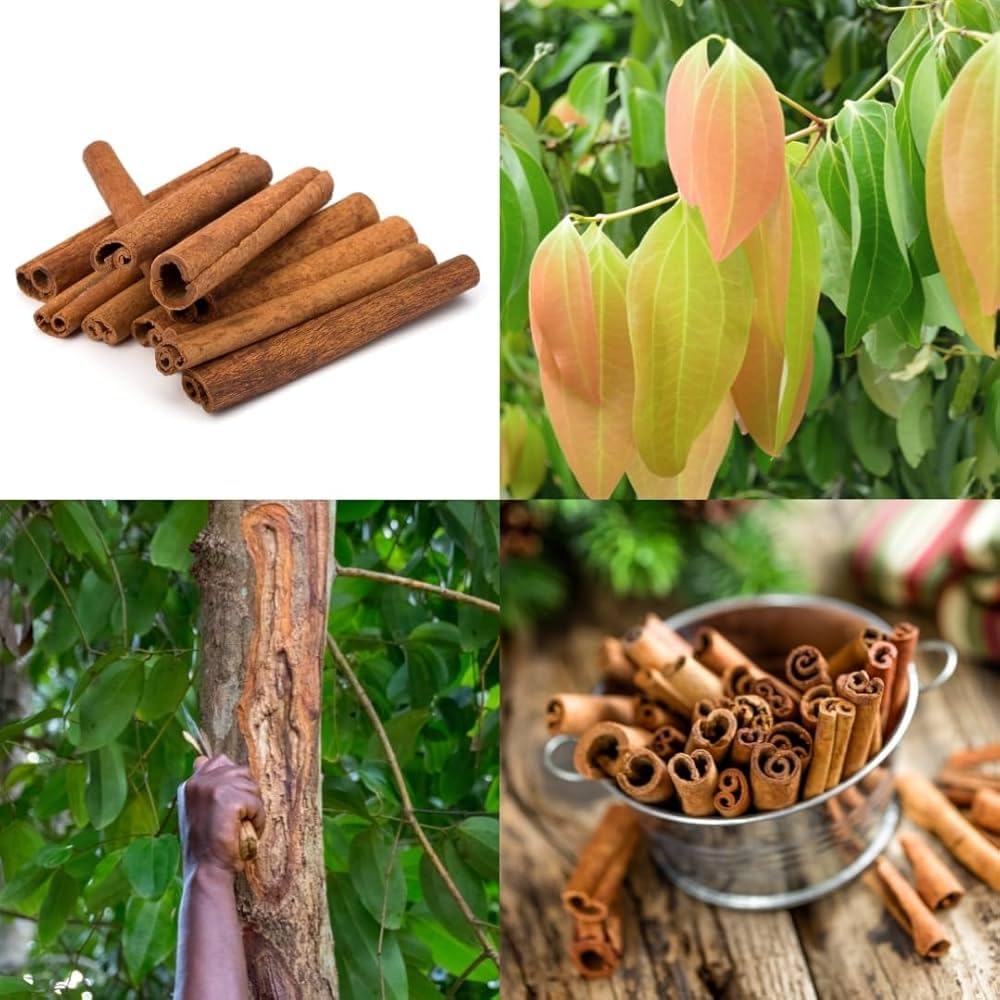 Platone Cinnamon Plant (Cinnamomum verum/Cinnamomum cassia) Live Spice Plant