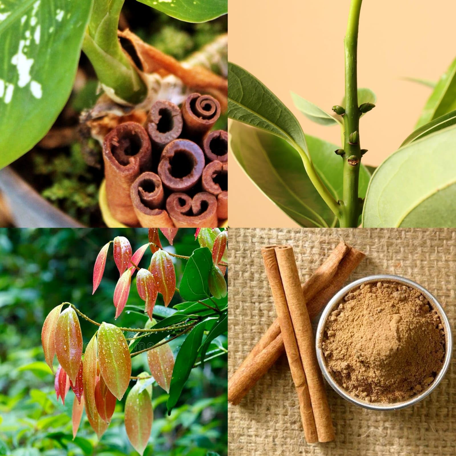 Platone Dalchini Plant / Cinnamomum Plant.