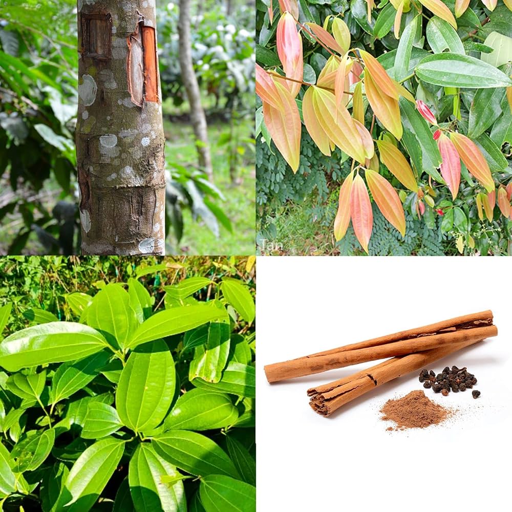 Platone Dalchini Plant / Cinnamomum Plant.