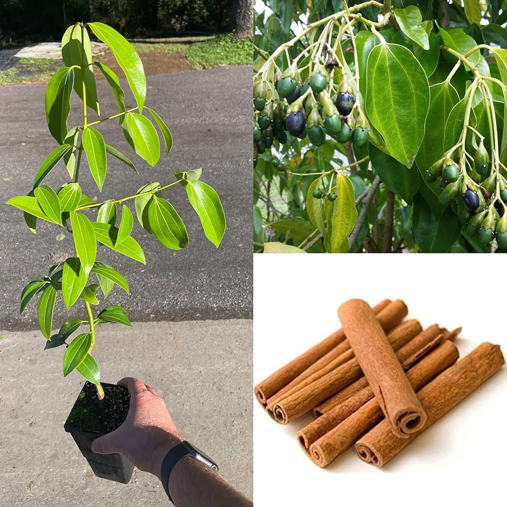 Platone Dalchini Plant / Cinnamomum Plant.