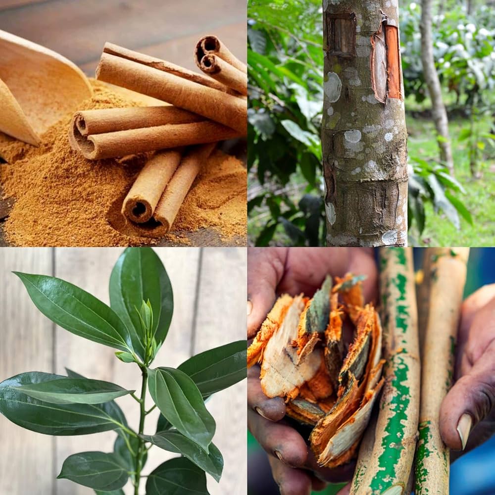 Platone Dalchini Plant / Cinnamomum Plant.