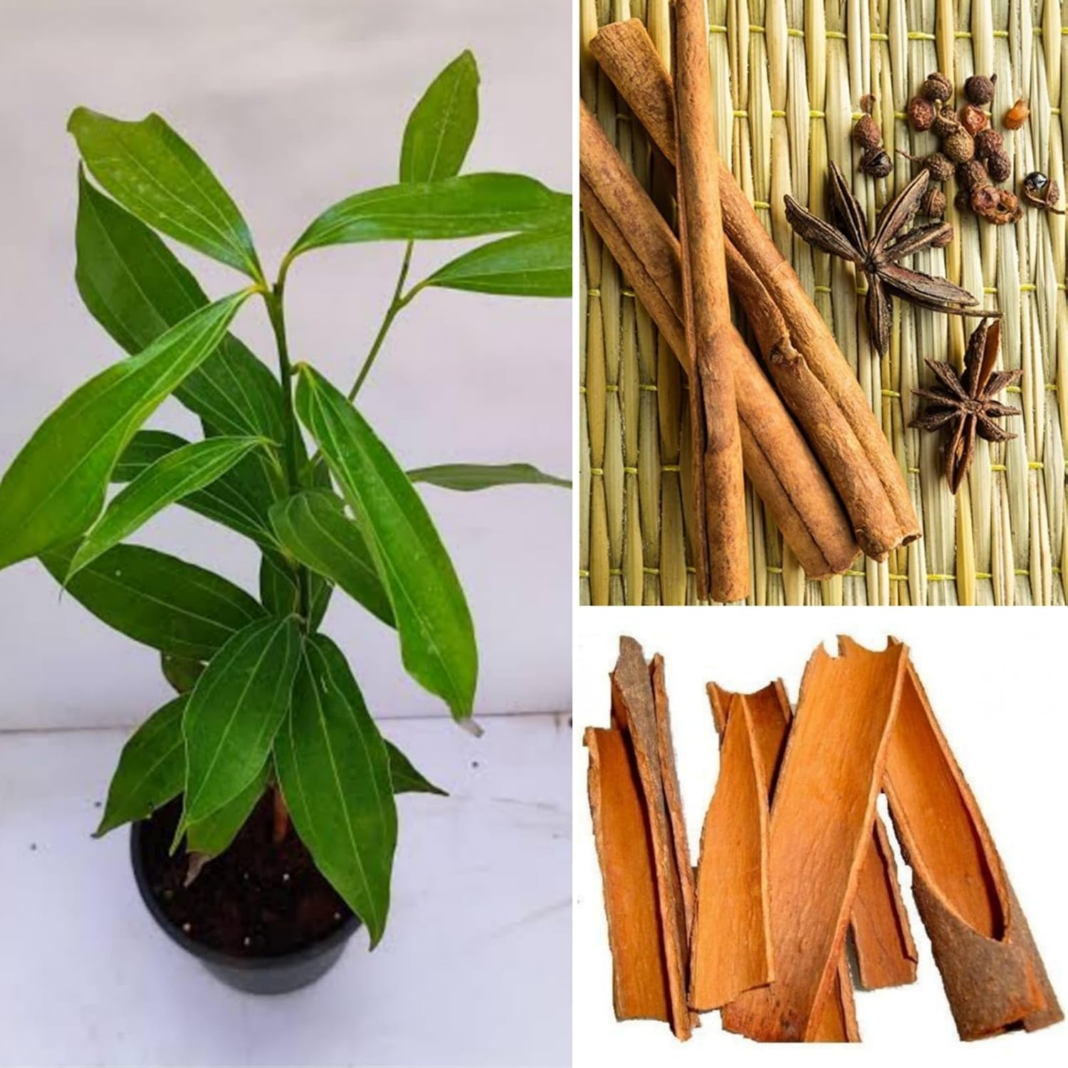 Platone Dalchini live Plant, healthy Cinnamomum cassia Plant.