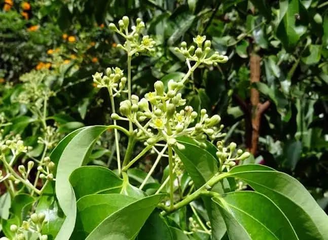 Platone Dalchini live Plant, healthy Cinnamomum cassia Plant.