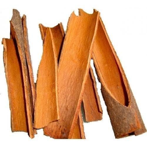 Platone Dalchini live Plant, healthy Cinnamomum cassia Plant.