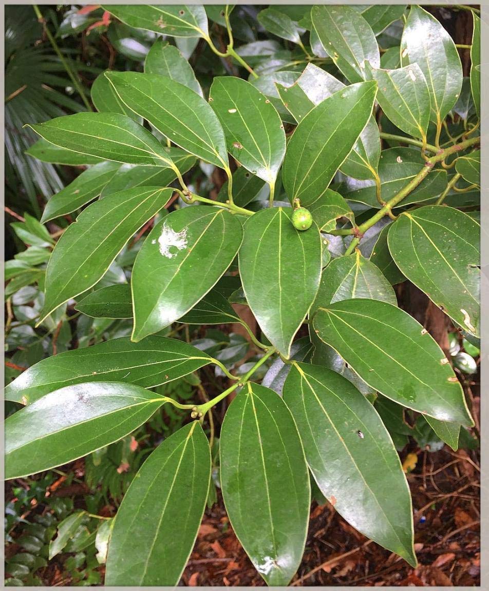 Platone Dalchini live Plant, healthy Cinnamomum cassia Plant.