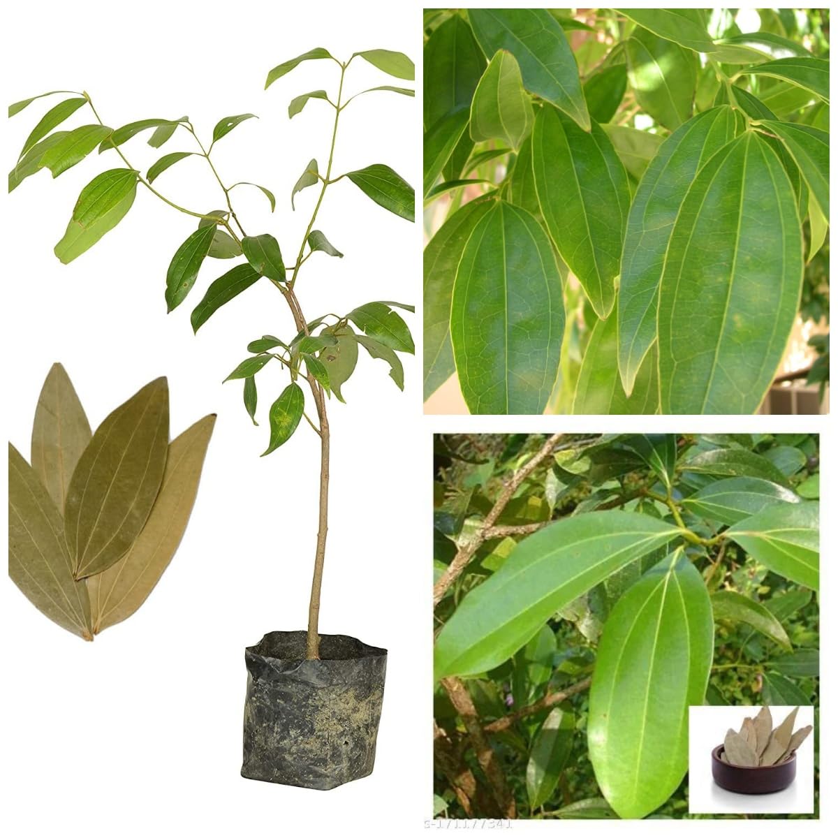 Platone Bay Leaf Tej Patta, (Pimenta racemosa) Tamalpatra Indian Bay Leaf Plant.