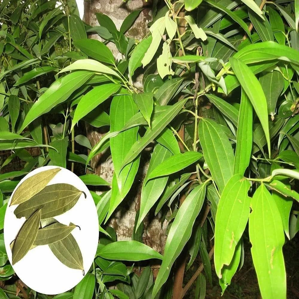 Platone Bay Leaf Tej Patta, (Pimenta racemosa) Tamalpatra Indian Bay Leaf Plant.