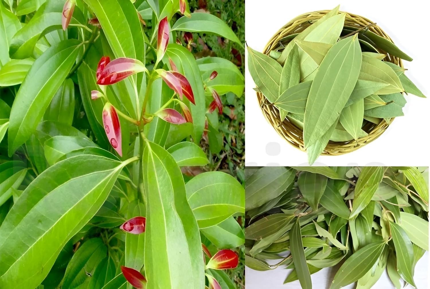 Platone Bay Leaf Tej Patta, (Pimenta racemosa) Tamalpatra Indian Bay Leaf Plant.