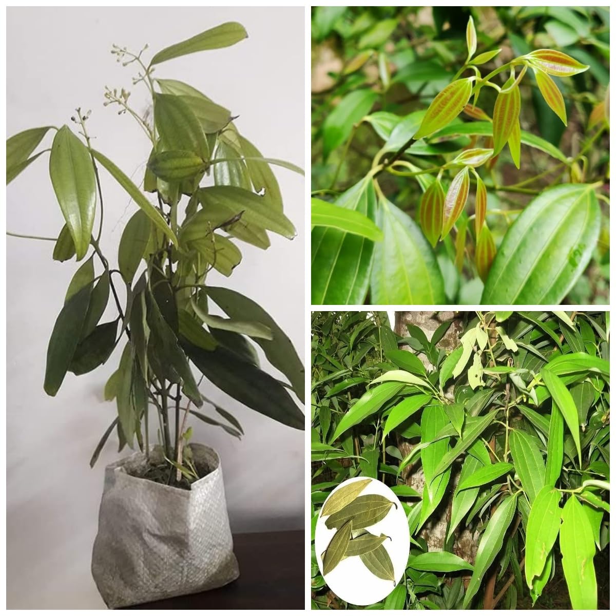 Platone Bay Leaf Plant/Tej Patta Special Variety (Pack Of 1)